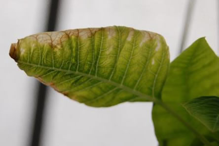 Weed Management in the Greenhouse