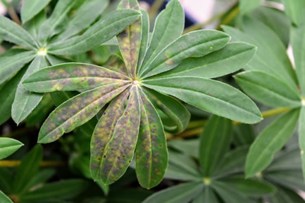 Perennial Lupine: Tomato Spotted Wilt Virus