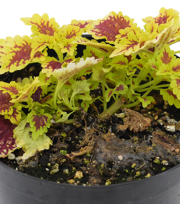 White Mold (Sclerotinia) on Coleus 