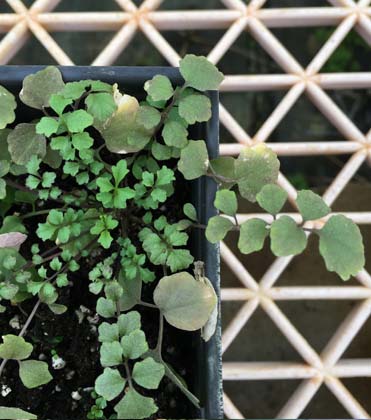 Identification and Management of Hairy Bittercress in Greenhouses