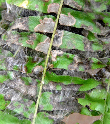 Keep an eye out for Rhizoctonia web blight