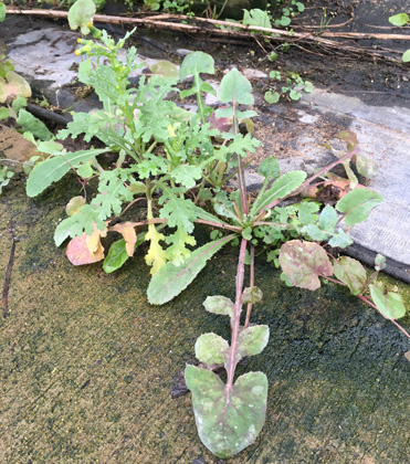 Common Groundsel: A Problematic Weed Species