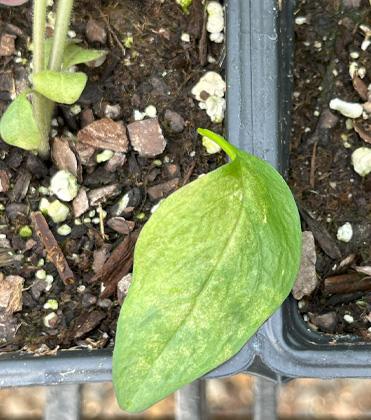 Squirrelly Snapdragon Growth