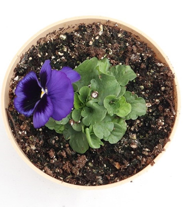 Pansy PGRs 